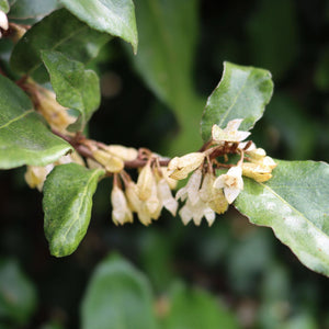 Pleached Ebbinge's Silverberry Tree | Elaeagnus x ebbingei Ornamental Trees