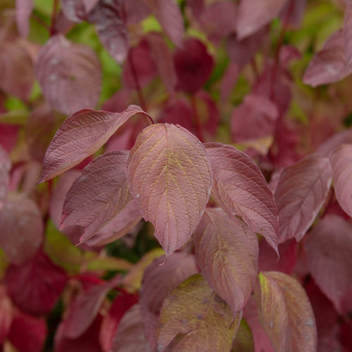 Siberian Dogwood | Cornus alba 'Sibirica' Shrubs