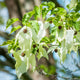 Pocket Handkerchief Tree | Davidia involucrata Ornamental Trees