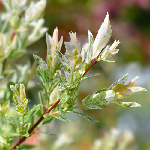 Flamingo Willow Tree | Salix integra 'Flamingo Royal' Ornamental Trees