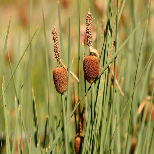 Miniature Bulrush | Typha minima Pond Plants