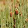 Miniature Bulrush | Typha minima Pond Plants