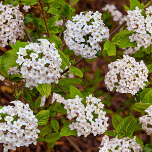 Viburnum burkwoodii Shrubs
