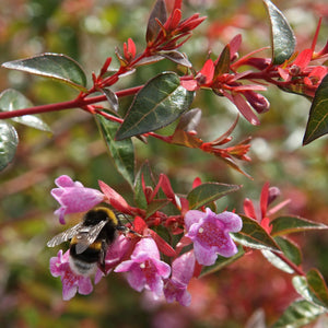 Abelia 'Edward Goucher' Shrubs