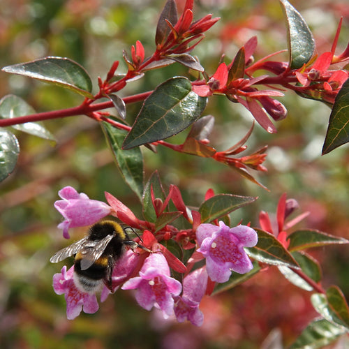 Abelia 'Edward Goucher' Shrubs