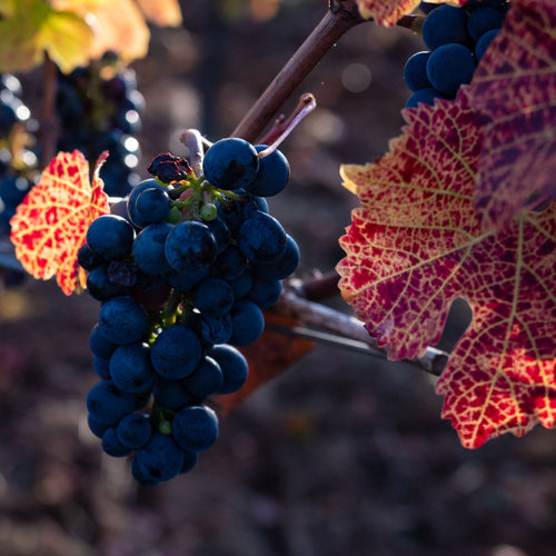 'Pinot Noir' Outdoor Grape Vine Soft Fruit
