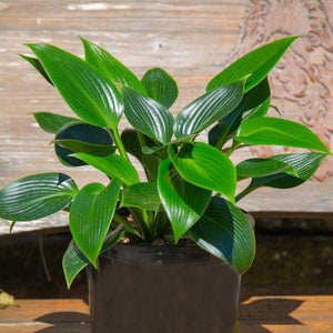 Hosta 'Devon Green' Perennial Bedding