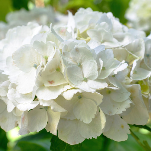 Hydrangea macrophylla 'Little White' Shrubs