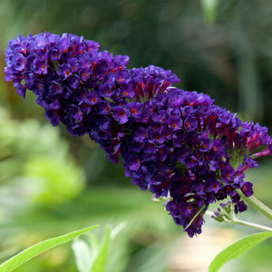 Buddleja davidii 'Black Knight' Shrubs
