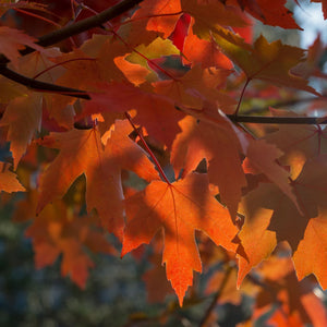 Freeman Maple Tree | Acer x freemanii 'Autumn Blaze' Ornamental Trees