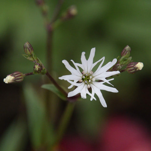 White Ragged Robin | Silene flos-cuculi 'White Robin' Pond Plants