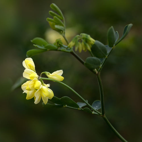 Coronilla glauca 'Citrina' Climbing Plants