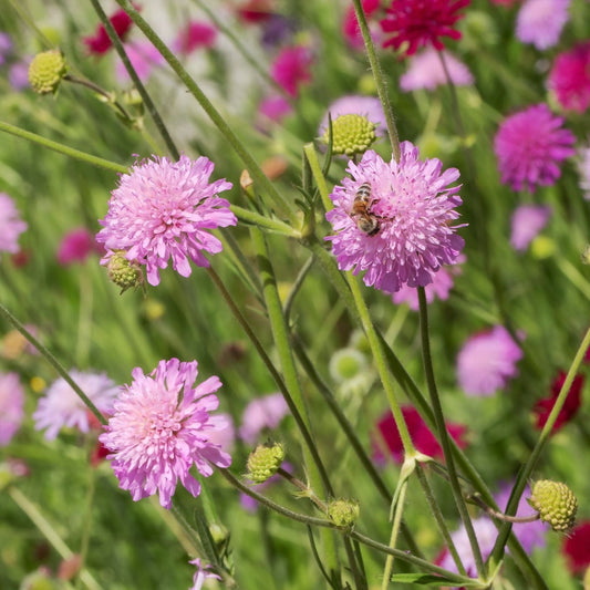 Knautia 'Melton Pastels' Perennial Bedding