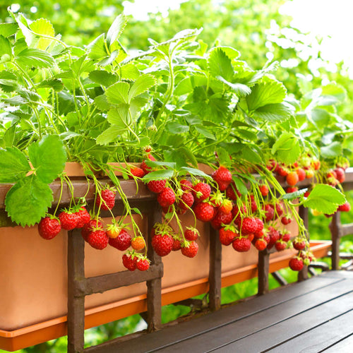 'Malling Supreme' Strawberry (Everbearer) Plants Soft Fruit