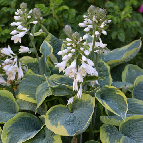 Hosta Frances Williams Perennial Bedding