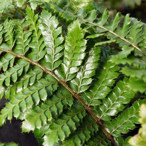 Japanese Tassel Ferns Pond Plants