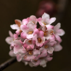 Viburnum bodnantense 'Charles Lamont' Shrubs