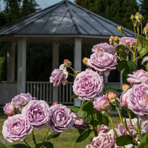 'Novalis®' Nostalgia Shrub Rose Shrubs