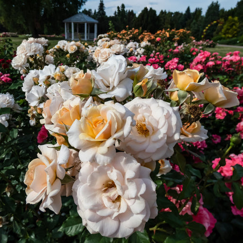 'Sweet Honey' Bush Rose Shrubs