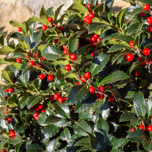 Holly 'Alaska' | Ilex aquifolium Shrubs