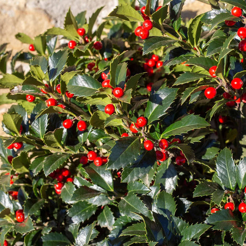 Holly 'Alaska' | Ilex aquifolium Shrubs