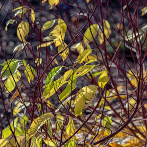 Cornus alba 'Aurea' Shrubs