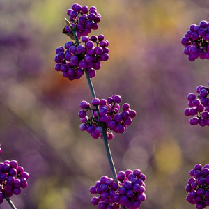 Patio Beautyberry Tree | Callicarpa bodinieri 'Profusion' Shrubs