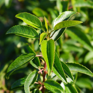 Patio Portuguese Laurel Tree | Prunus lusitanica 'Angustifolia' Shrubs