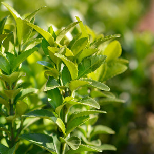 Euonymus 'Green Spire' Shrubs