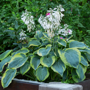 Hosta Frances Williams Perennial Bedding