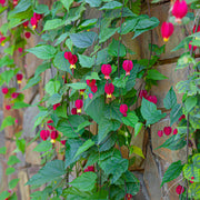 Trailing Abutilon | Abutilon megapotamicum Climbing Plants