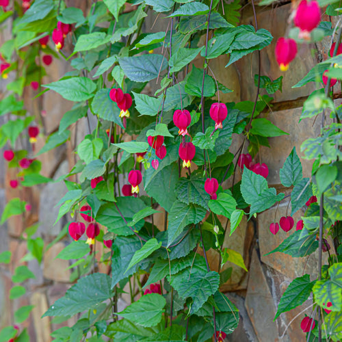 Trailing Abutilon | Abutilon megapotamicum Climbing Plants