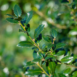 Holly 'Alaska' | Ilex aquifolium Shrubs