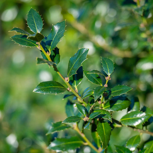 Holly 'Alaska' | Ilex aquifolium Shrubs