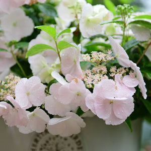 Hydrangea Macrophylla 'Runaway Bride' Shrubs