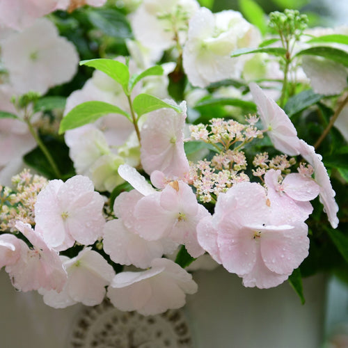 Hydrangea Macrophylla 'Runaway Bride' Shrubs