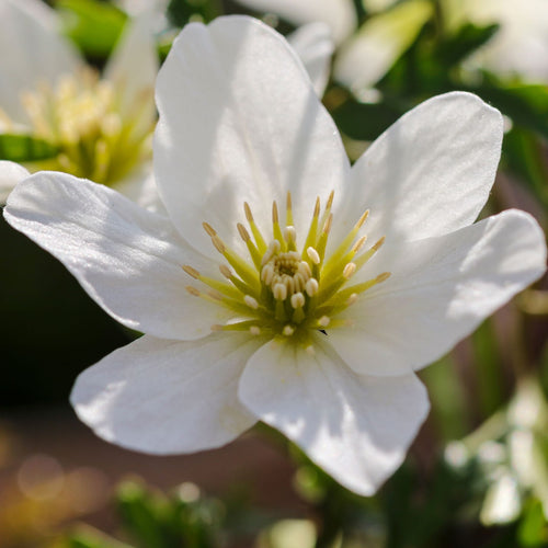 Clematis cartmanii 'Joe' Climbing Plants