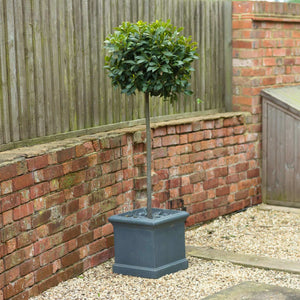Patio Bay Tree | Laurus nobilis 'Bay Junior' Ornamental Trees