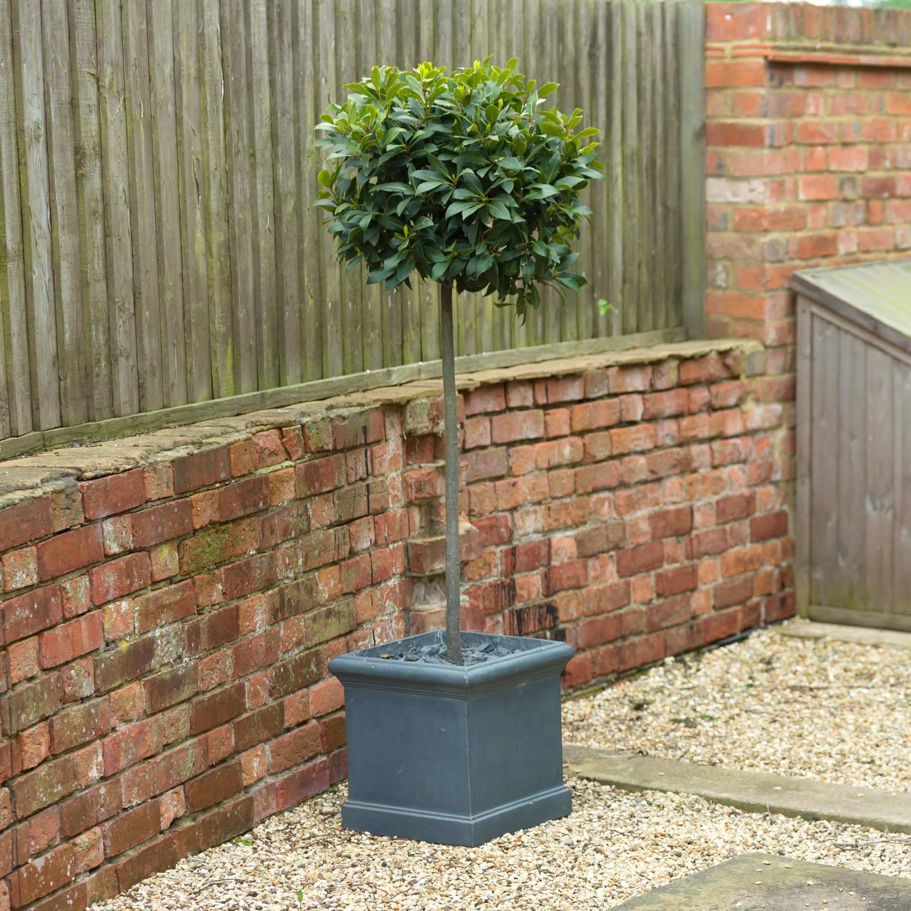 Patio Bay Tree | Laurus nobilis 'Bay Junior' – Roots Plants