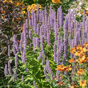 Mexican Giant Hyssop | Agastache 'Blue Fortune' Perennial Bedding