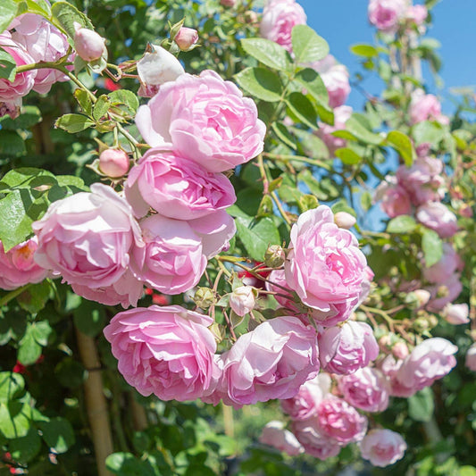 'Jasmina' Climbing Rose Shrubs