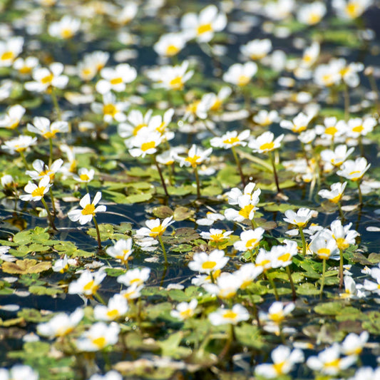 Oxygenating Water Crowfoot | Ranunculus aquatilis Pond Plants