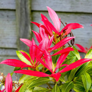Pieris 'Forest Flame' Shrubs