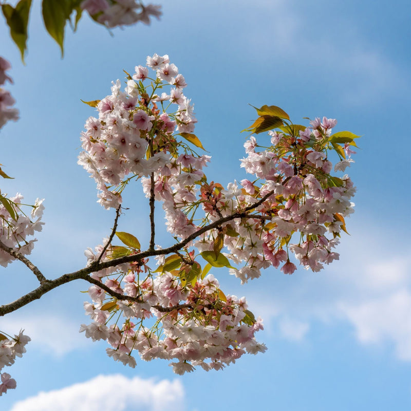 'Fragrant Cloud' Cherry Blossom Tree | Prunus 'Matsumae-shizuka' Ornamental Trees