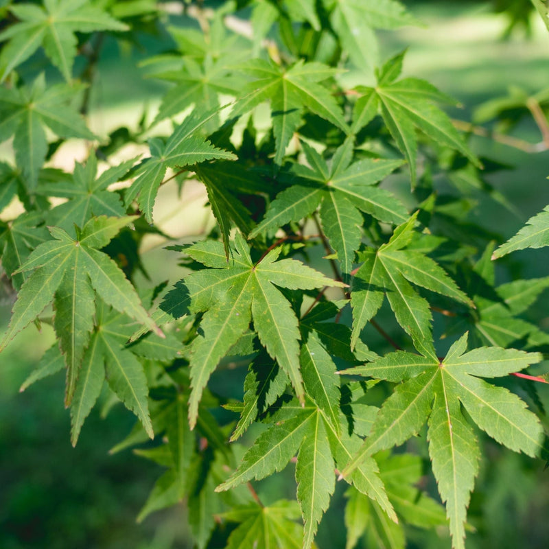 Japanese Maple Tree | Acer palmatum 'Ueno Yama' Ornamental Trees