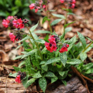 Pulmonaria 'Shrimps on the Barbie' Perennial Bedding