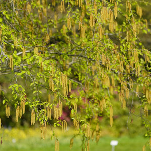 Black Birch Tree | Betula nigra 'Black Star' Ornamental Trees