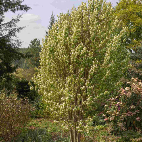 Amelanchier alnifolia 'Obelisk' Shrubs