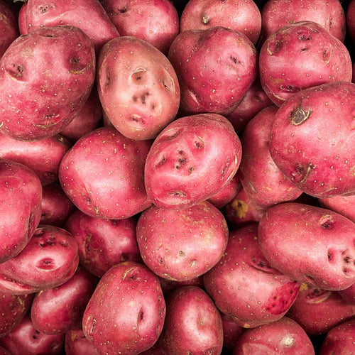 'Red Duke Of York' First Early Seed Potatoes Vegetables