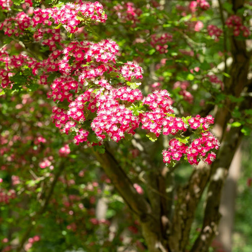 Midland Hawthorn Tree | Crataegus laevigata ‘Crimson Cloud’ Ornamental Trees